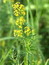 Galium verum, Echtes Labkraut, Färbepflanze, Färberpflanze, Pflanzenfarben,  färben, Klostergarten Seligenstadt